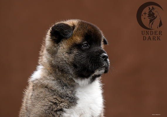 Щенки Американской акиты